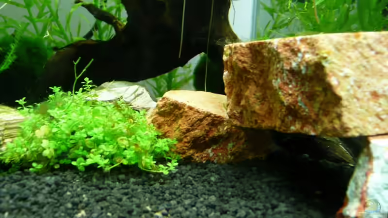 Dekoration im Aquarium Becken 11747 von knutschi (3)