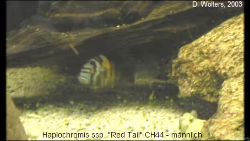 Dekoration im Aquarium Becken 118 von Dirk Wolters (2)