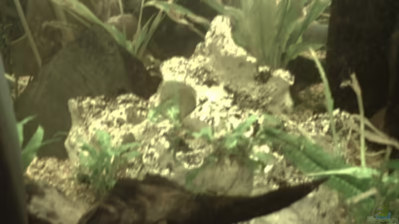 Dekoration im Aquarium Becken 11822 von Enrico Bochmann (10)