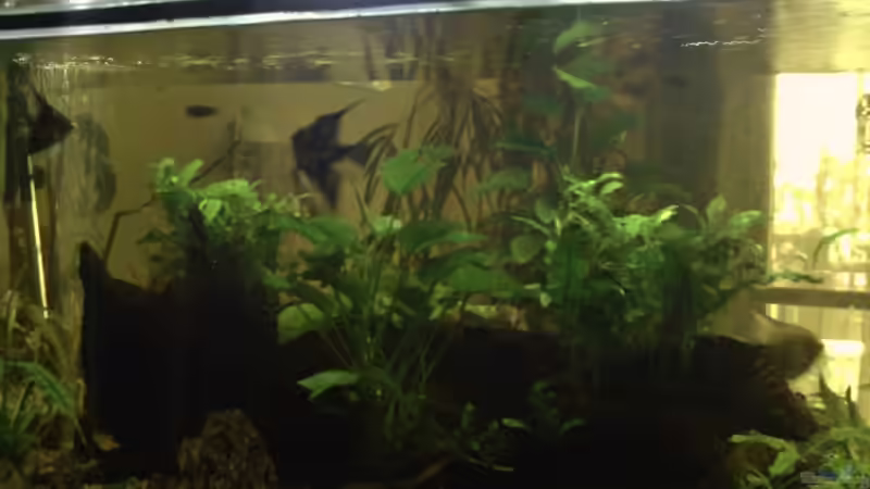 Dekoration im Aquarium Becken 11822 von Enrico Bochmann (9)