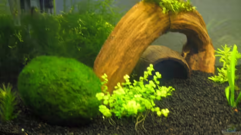 Dekoration im Aquarium Becken 11838 von Koop (3)