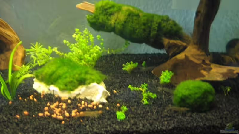 Dekoration im Aquarium Becken 11838 von Koop (4)