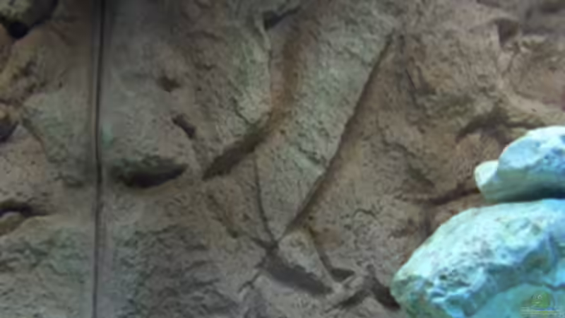 Dekoration im Aquarium Becken 11895 von rhinshev (4)