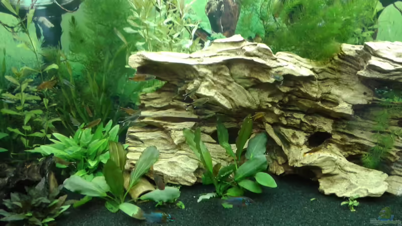 Dekoration im Aquarium Becken 1194 von Onkel-Tom (5)