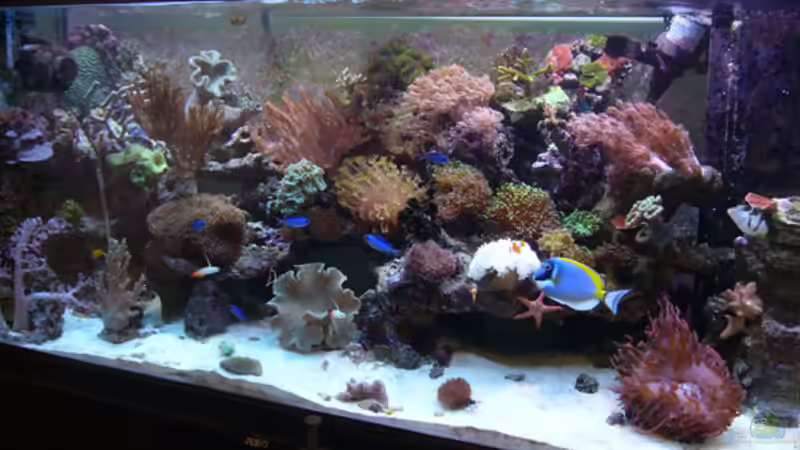 Dekoration im Aquarium Becken 11957 von Kadijah (7)