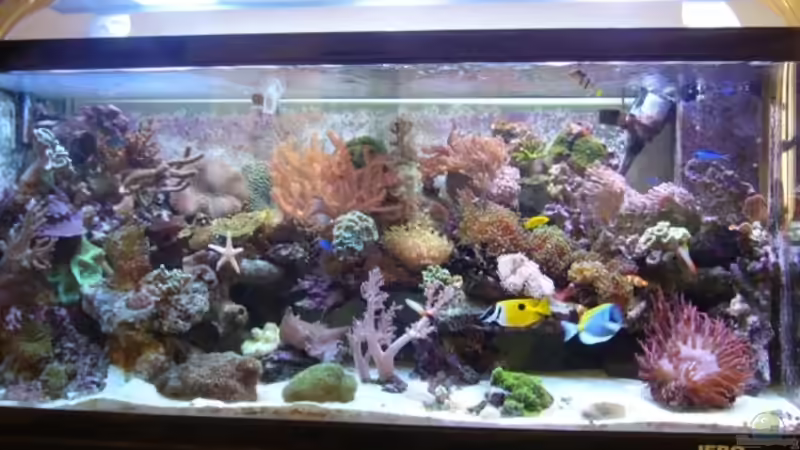 Dekoration im Aquarium Becken 11957 von Kadijah (8)