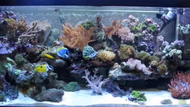 Dekoration im Aquarium Becken 11957 von Kadijah (9)