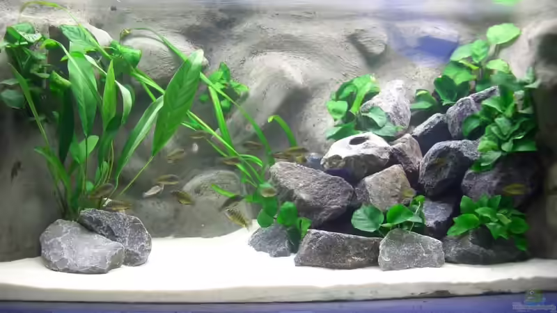 Dekoration im Aquarium Becken 1196 von Sandro Di Giandomenico (8)