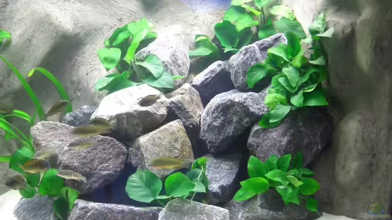 Dekoration im Aquarium Becken 1196 von Sandro Di Giandomenico (9)