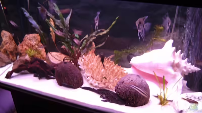 Dekoration im Aquarium Becken 11966 von Marcydacy (3)