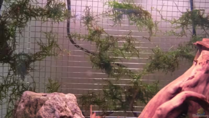 Dekoration im Aquarium Becken 12026 von Thorsten Kunkel (10)