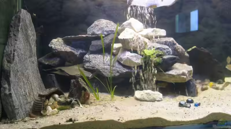 Dekoration im Aquarium Becken 1205 von René Strässle (3)