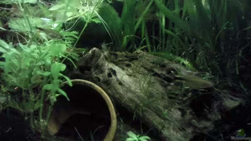 Dekoration im Aquarium Becken 12054 von stproff (4)