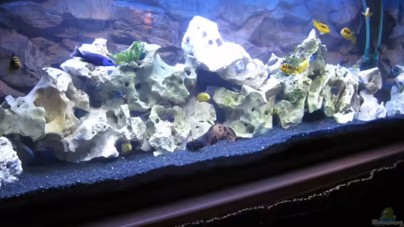 Dekoration im Aquarium Becken 12071 von matze32 (8)