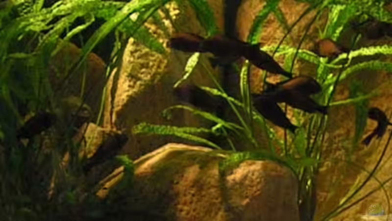 Dekoration im Aquarium Becken 1209 von Daniel Zingler (3)