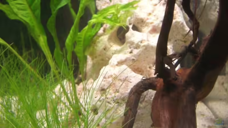 Dekoration im Aquarium Becken 12094 von Basel (9)