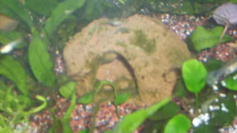 Dekoration im Aquarium Becken 12106 von Sebi82 (7)