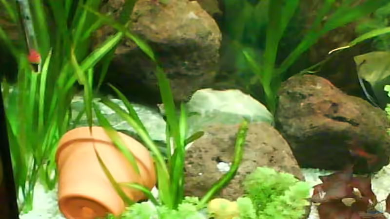 Dekoration im Aquarium Becken 12113 von Fabian Pickavé (4)