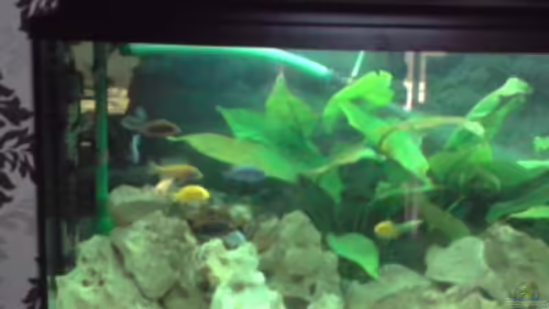 Dekoration im Aquarium Becken 12118 von yankeedoodel (4)