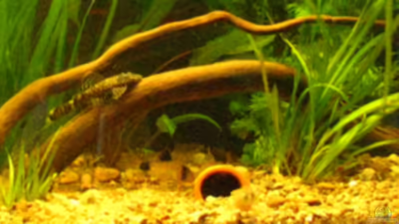 Dekoration im Aquarium Becken 12144 von Fischliebhaber Timo (4)