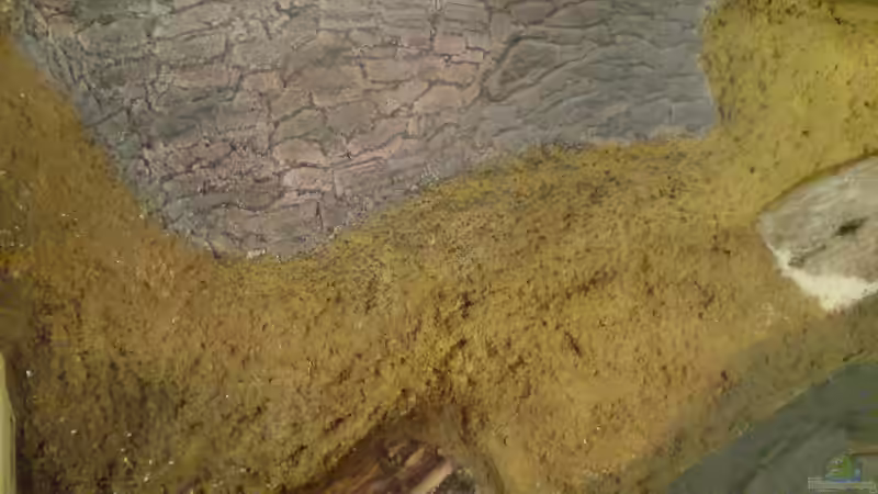 Dekoration im Aquarium Becken 12154 von Friedrich Tietze (12)