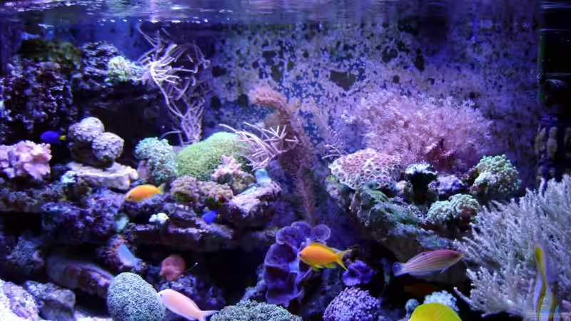 Dekoration im Aquarium Becken 12156 von Manuel Saßenberg (15)