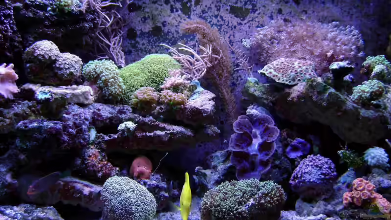 Dekoration im Aquarium Becken 12156 von Manuel Saßenberg (16)