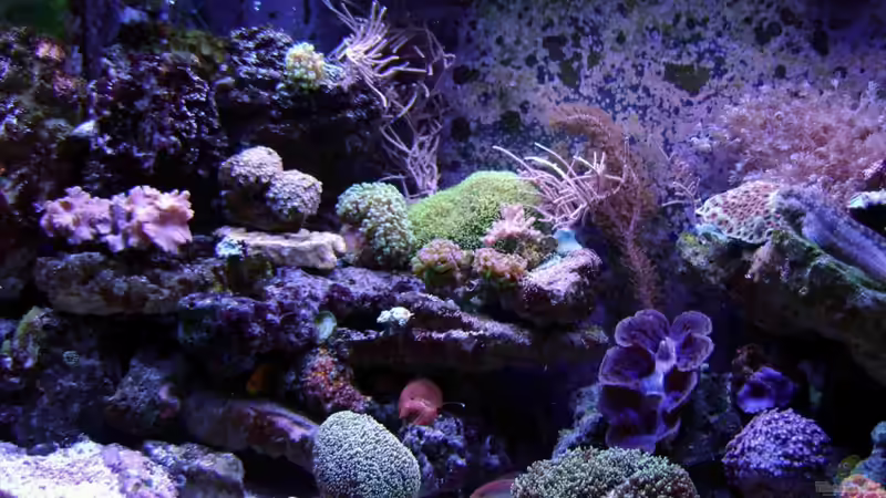 Dekoration im Aquarium Becken 12156 von Manuel Saßenberg (17)