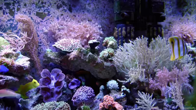 Dekoration im Aquarium Becken 12156 von Manuel Saßenberg (18)