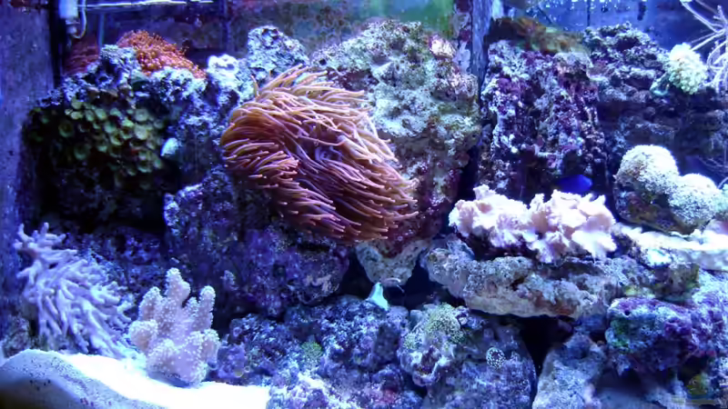 Dekoration im Aquarium Becken 12156 von Manuel Saßenberg (19)