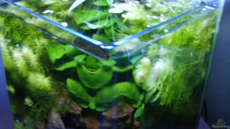 Dekoration im Aquarium Becken 12183 von güni (3)