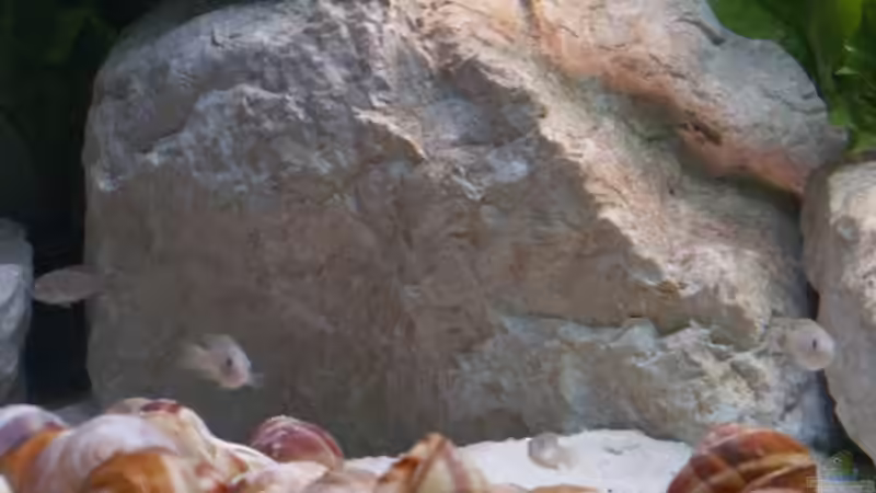 Dekoration im Aquarium Becken 1219 von Joker (3)