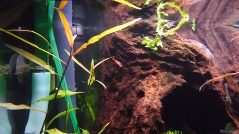 Dekoration im Aquarium Becken 12199 von Bohnellie (10)