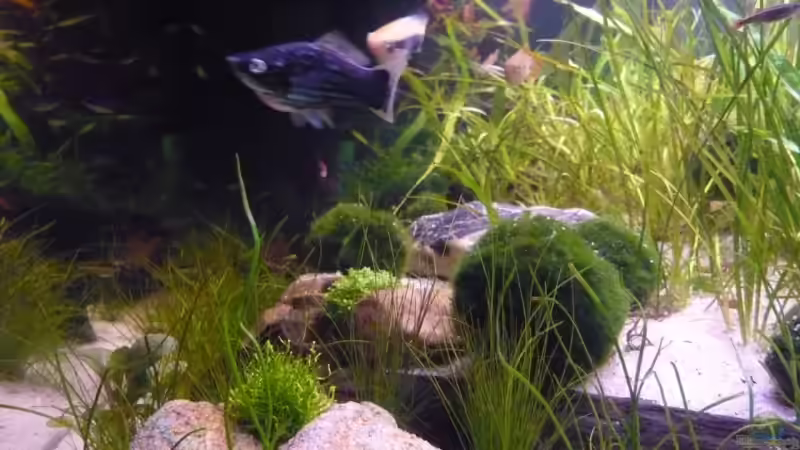 Dekoration im Aquarium Becken 12199 von Bohnellie (11)