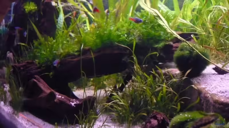 Dekoration im Aquarium Becken 12199 von Bohnellie (12)