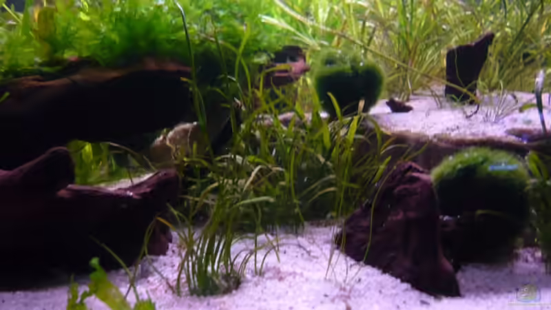 Dekoration im Aquarium Becken 12199 von Bohnellie (8)