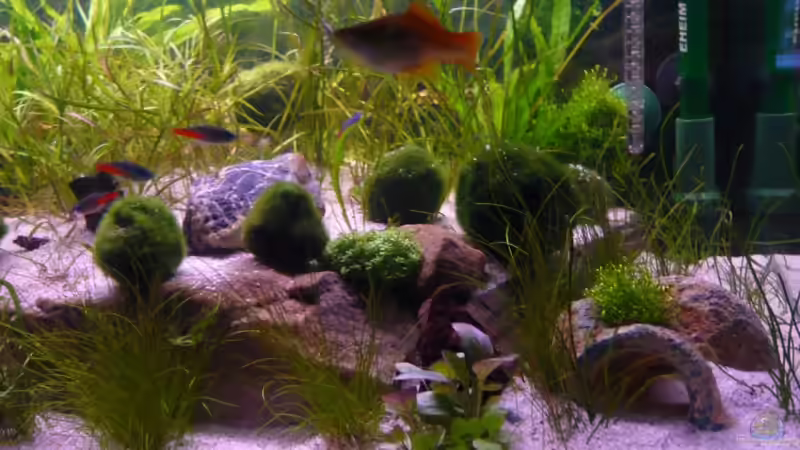 Dekoration im Aquarium Becken 12199 von Bohnellie (9)