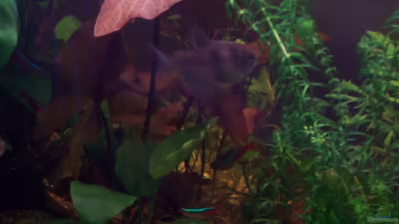 Dekoration im Aquarium Becken 12220 als Raumteiler &quot;aufgelöst&quot; von Jens J. (30)