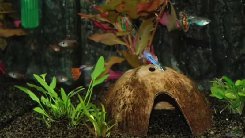 Dekoration im Aquarium Becken 12221 von Birni (5)