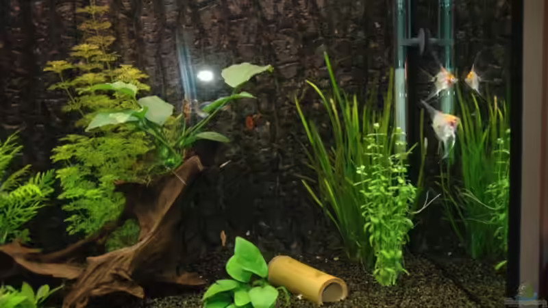 Dekoration im Aquarium Becken 12221 von Birni (6)