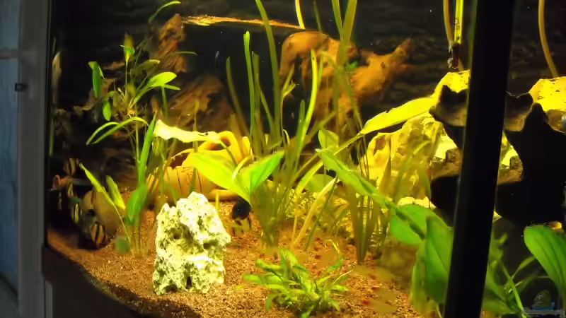 Dekoration im Aquarium Becken 12289 von Nico Echterhoff (5)