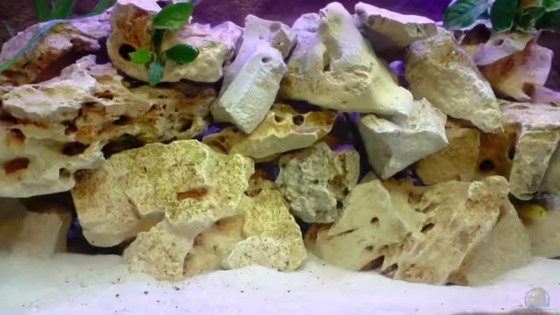 Dekoration im Aquarium Becken 12450 von Julian S. (7)