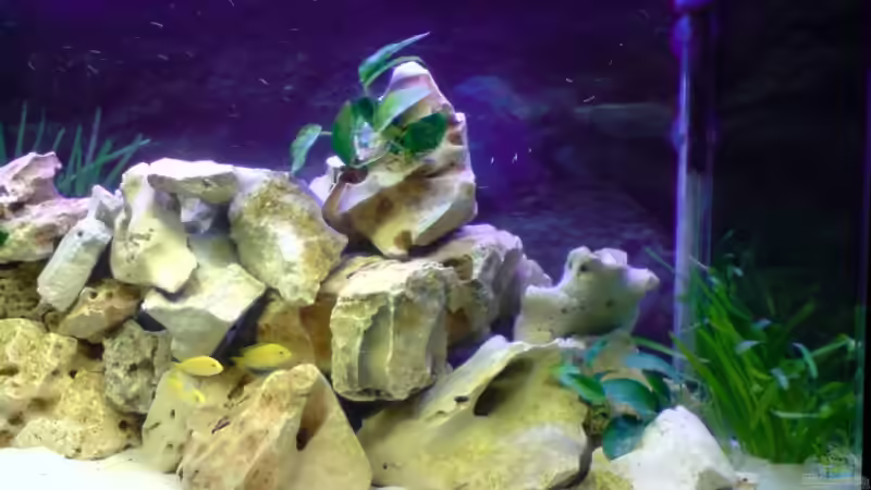 Dekoration im Aquarium Becken 12450 von Julian S. (8)