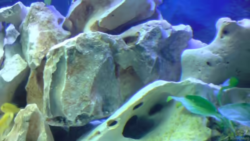 Dekoration im Aquarium Becken 12450 von Julian S. (9)