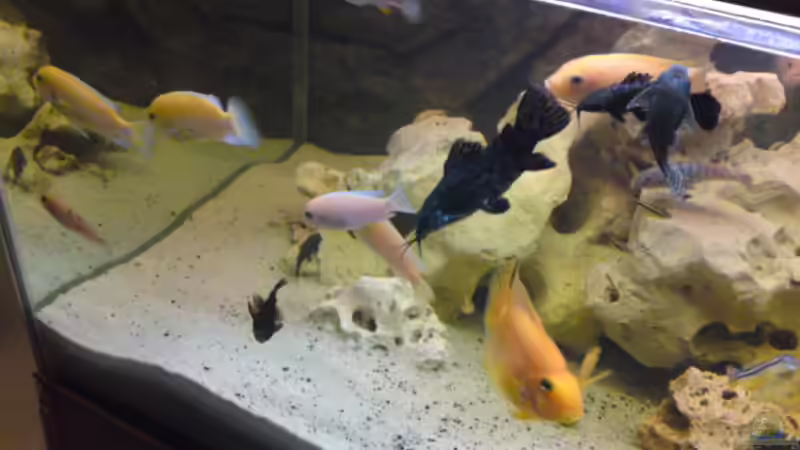 Dekoration im Aquarium Becken 12455 von Stefan Brengel (4)