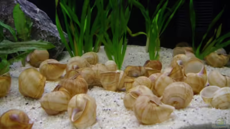 Dekoration im Aquarium Becken 12504 von Gunvor (2)