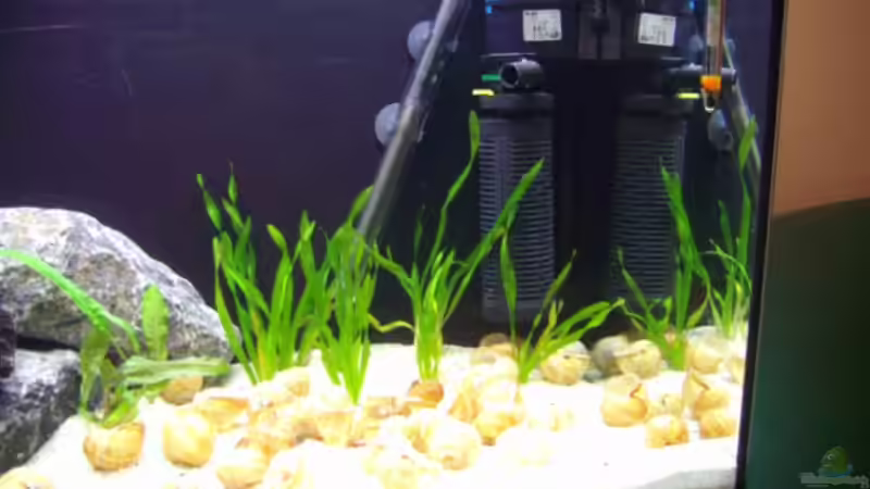 Dekoration im Aquarium Becken 12504 von Gunvor (4)