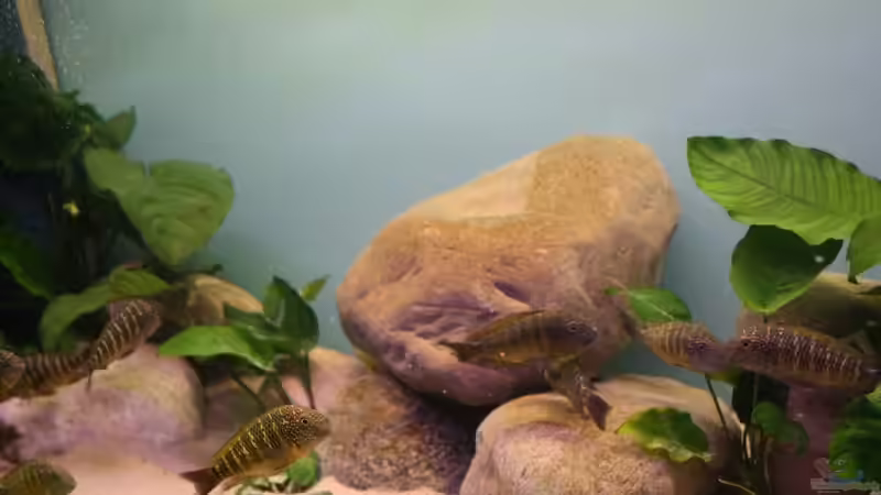 Dekoration im Aquarium Becken 12518 von Marius L. (11)