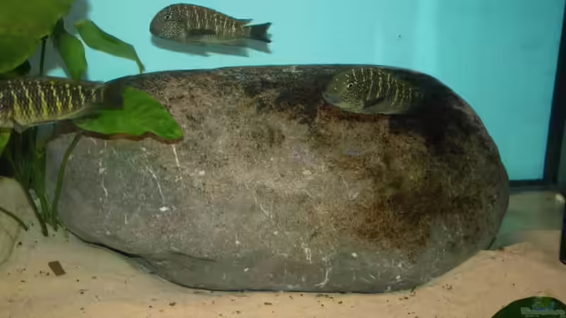 Dekoration im Aquarium Becken 12518 von Marius L. (8)