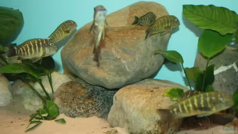 Dekoration im Aquarium Becken 12518 von Marius L. (9)